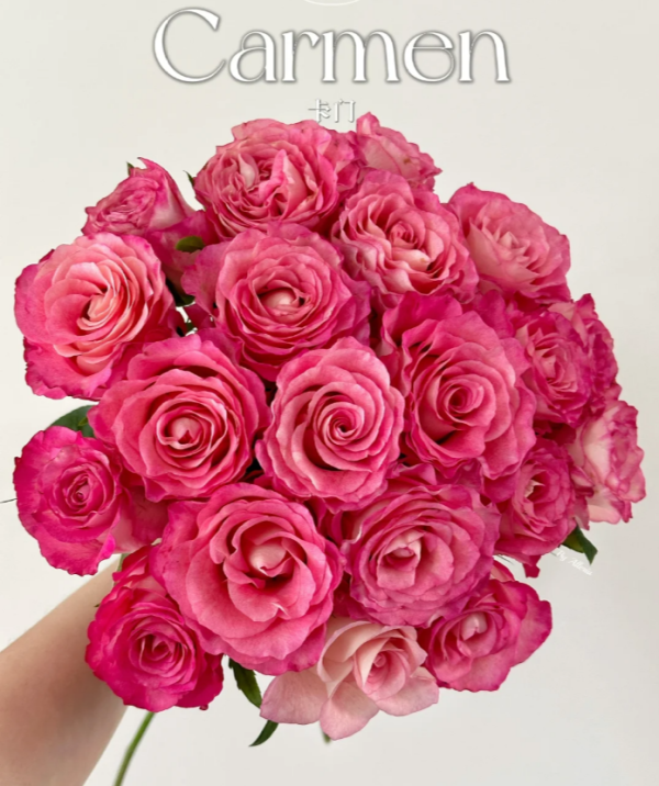 Carmen Rose丨Your roses
