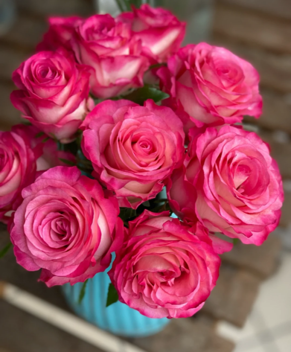 Carmen Rose plant丨Your roses