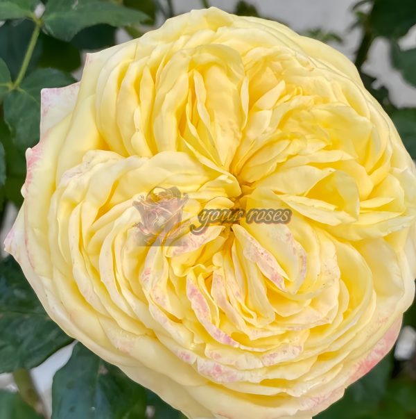 Cassandra Rose for sale丨Your roses
