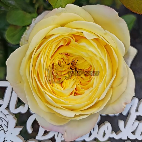 Cassandra Rose丨Your roses
