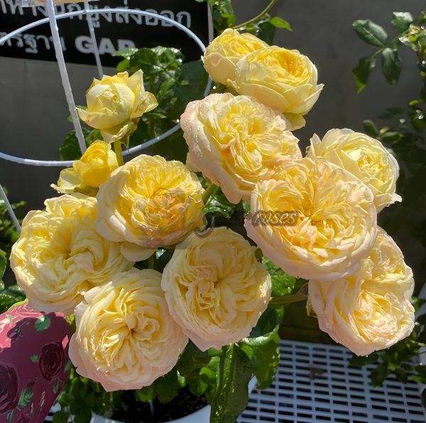 Cassandra Rose plant丨Your roses