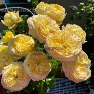 Cassandra Rose丨Your roses