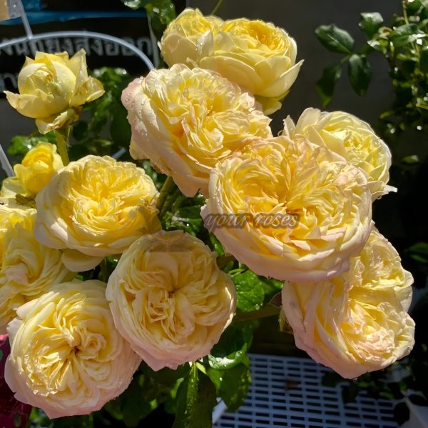 Cassandra Rose丨Your roses