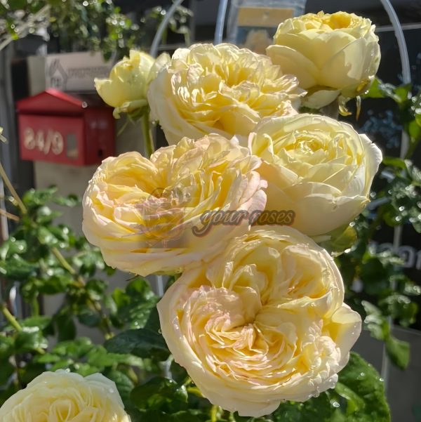 Cassandra Rose丨Your roses