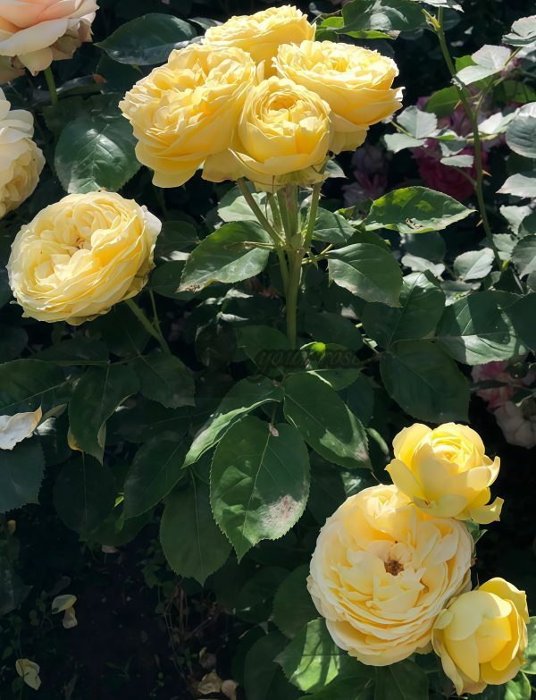 Catalina Rose丨Your roses