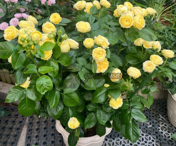 Catalina Rose for sale丨Your roses