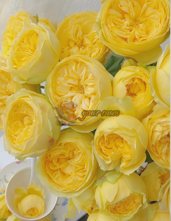 Catalina Rose丨Your roses