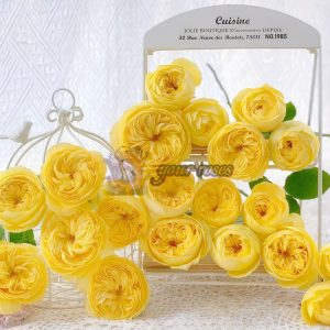 Catalina Rose plant丨Your roses