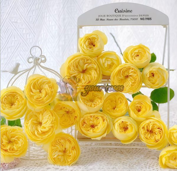 Catalina Rose plant丨Your roses