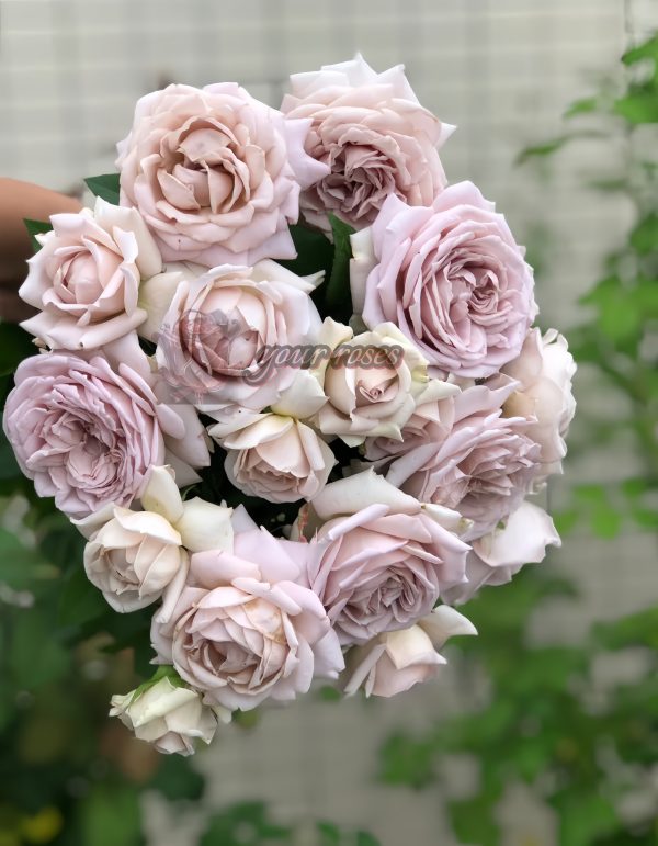 Charity Towa Rose丨Your roses
