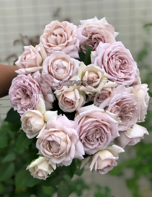 Charity Towa Rose plant丨Your roses