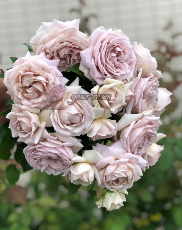Charity Towa Rose丨Your roses
