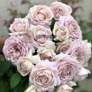 Charity Towa Rose丨Your roses