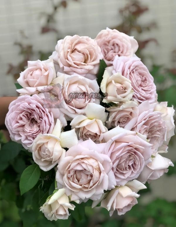 Charity Towa Rose丨Your roses
