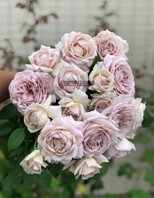 Charity Towa Rose for sale丨Your roses