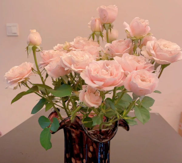Chiffon Rose plant丨Your roses