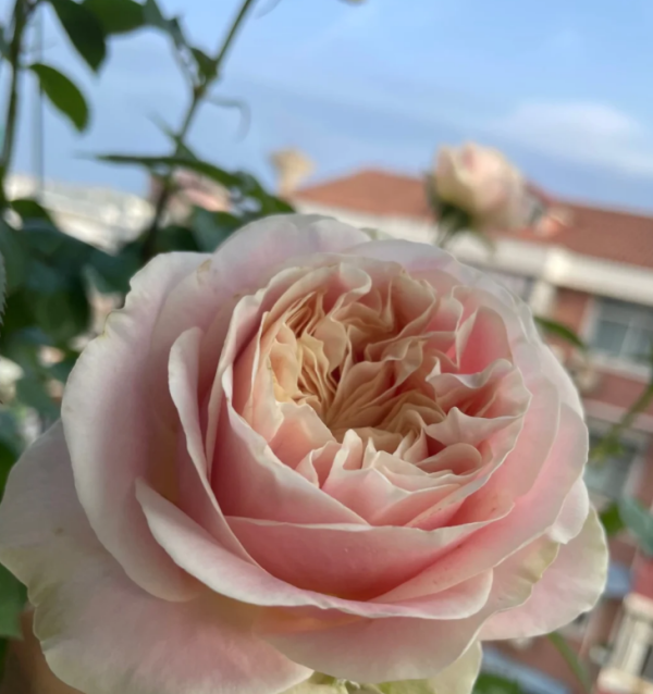 Chiffon Rose丨Your roses