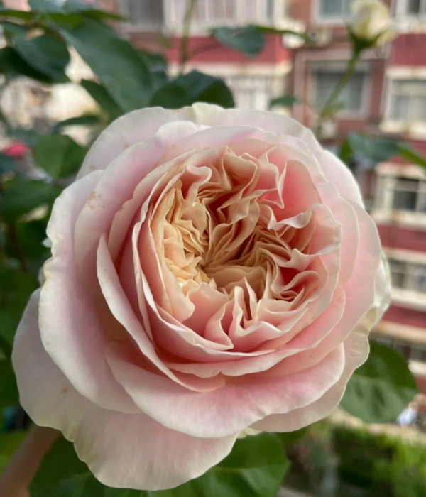 Chiffon Rose丨Your roses