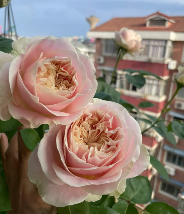 Chiffon Rose for sale丨Your roses
