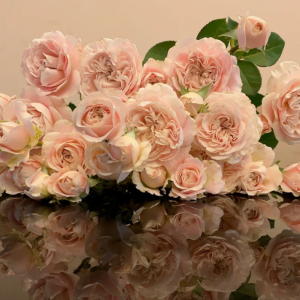 Chiffon Rose丨Your roses