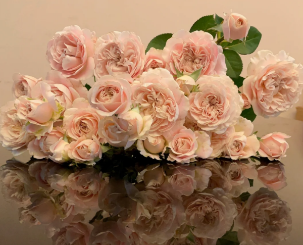 Chiffon Rose丨Your roses