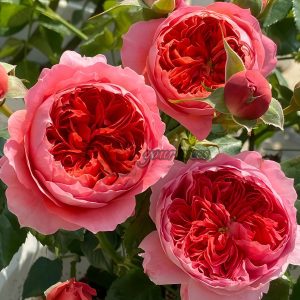 Cinnabar Bowl Rose Zhusha Wan Rose丨Your roses