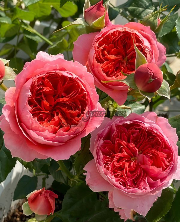 Cinnabar Bowl Rose Zhusha Wan Rose丨Your roses