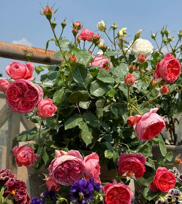 Cinnabar Bowl Rose Zhusha Wan Rose for sale丨Your roses