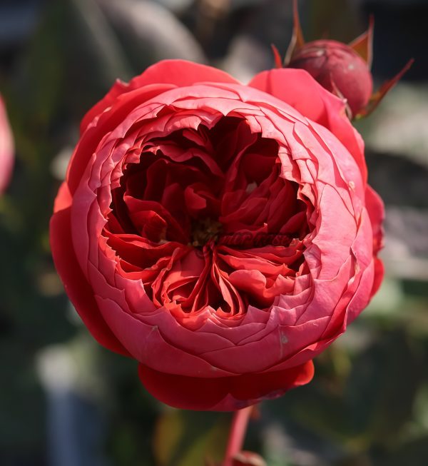 Cinnabar Bowl Rose Zhusha Wan Rose丨Your roses