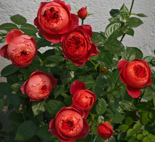 Cinnabar Bowl Rose Zhusha Wan Rose丨Your roses