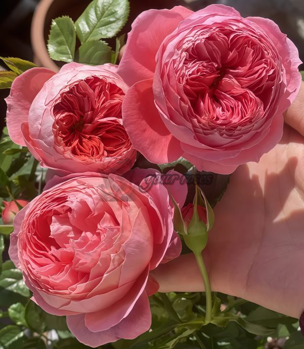 Cinnabar Bowl Rose Zhusha Wan Rose plant丨Your roses