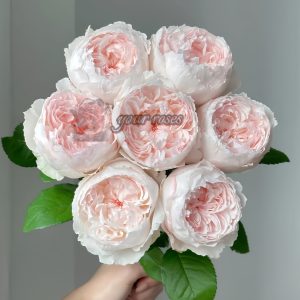 Cocottee Rose丨Your roses