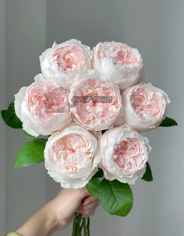 Cocottee Rose丨Your roses