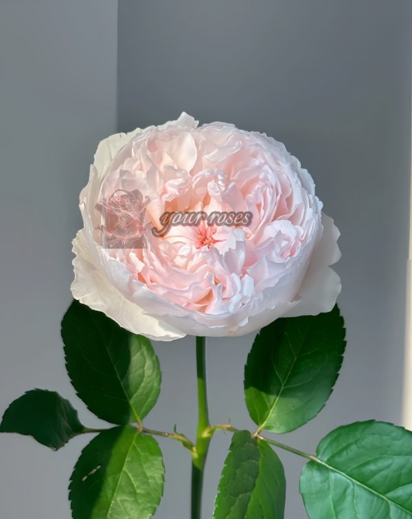 Cocottee Rose丨Your roses