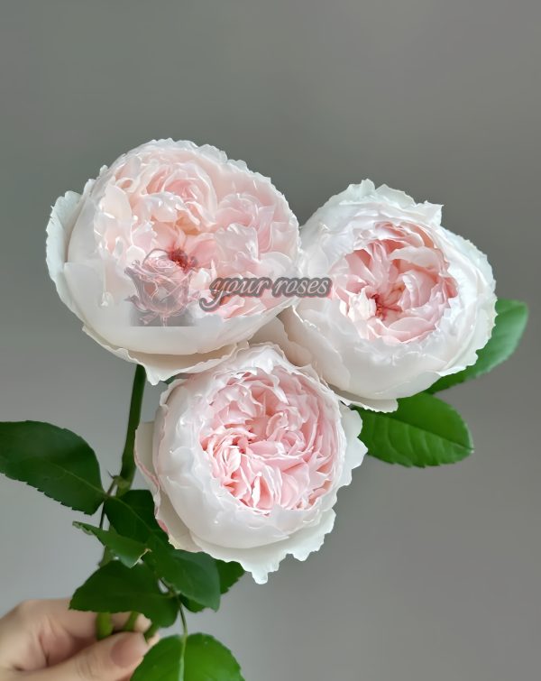 Cocottee Rose for sale丨Your roses