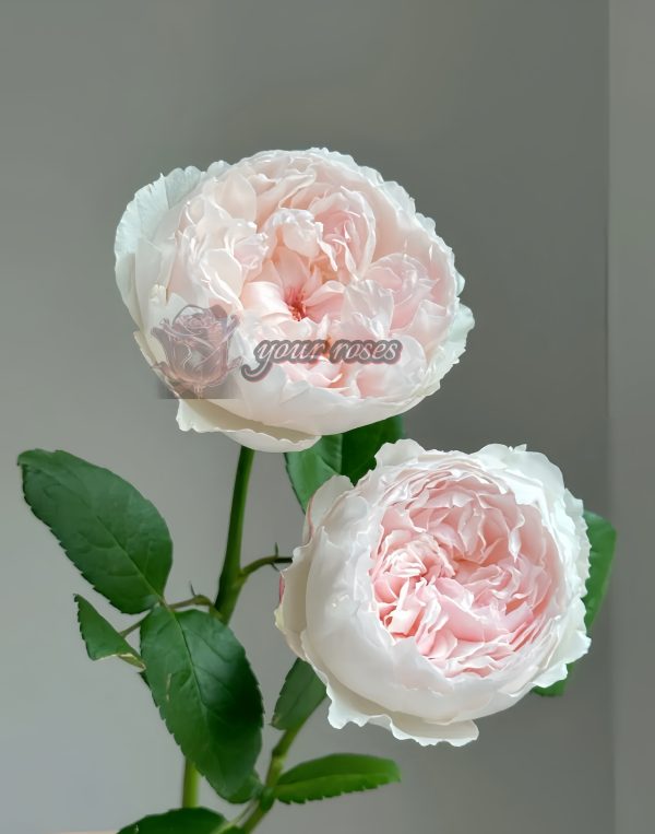 Cocottee Rose plant丨Your roses