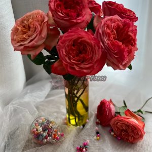 Coral Reeva Rose plant丨Your roses