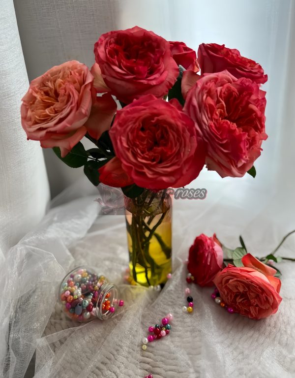 Coral Reeva Rose plant丨Your roses