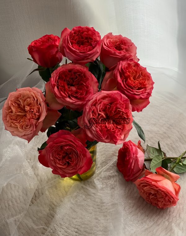Coral Reeva Rose丨Your roses