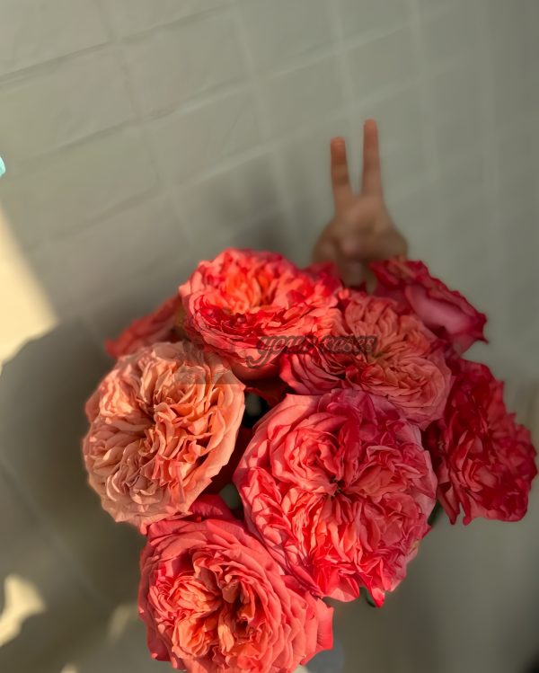 Coral Reeva Rose丨Your roses