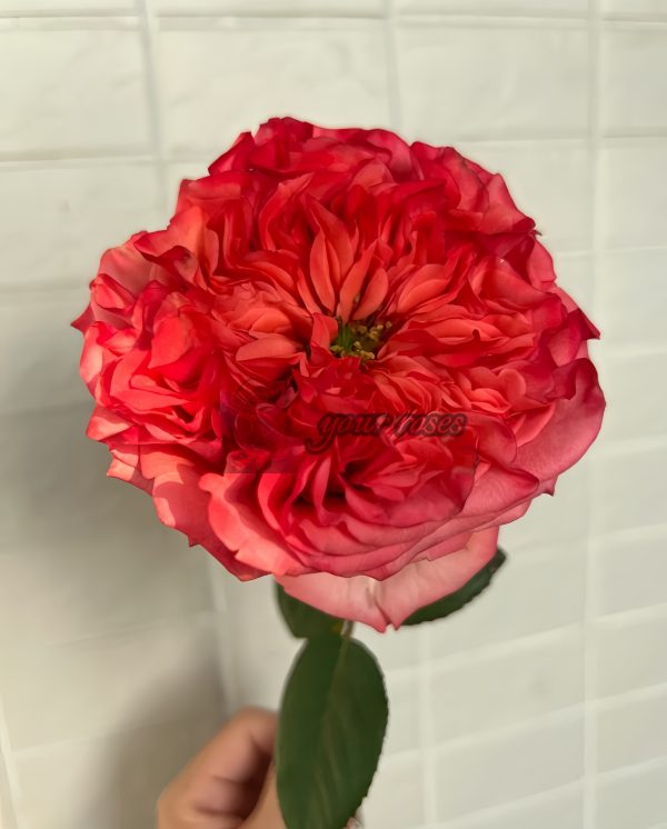 Coral Reeva Rose for sale丨Your roses