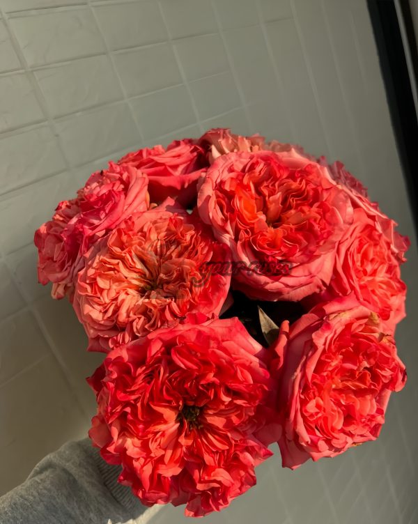 Coral Reeva Rose丨Your roses