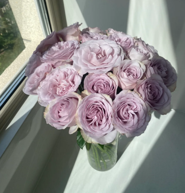 Cosette Rose plant丨Your roses