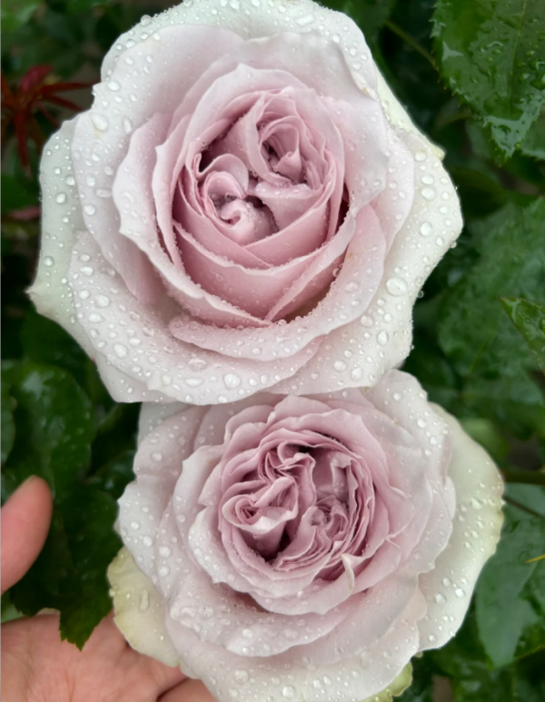 Cosette Rose for sale丨Your roses