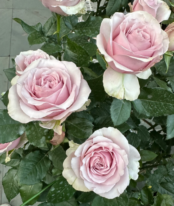 Cosette Rose丨Your roses