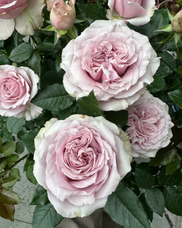 Cosette Rose丨Your roses