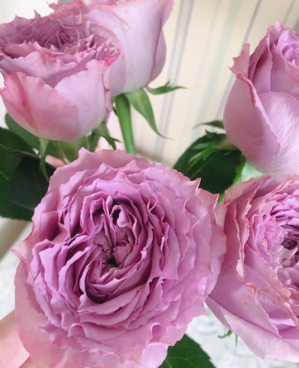Country Spirit Song Rose for sale丨Your roses