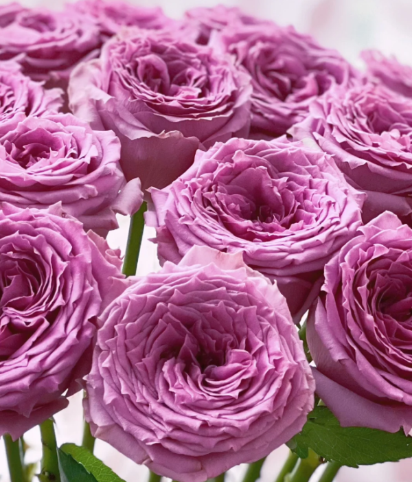 Country Spirit Song Rose丨Your roses