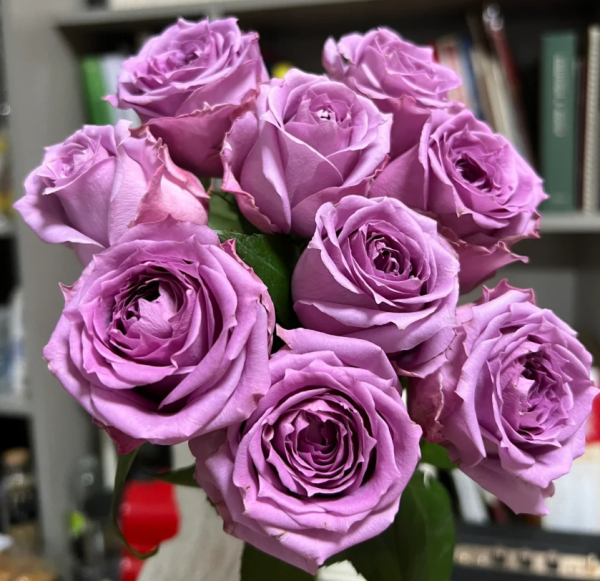 Country Spirit Song Rose plant丨Your roses