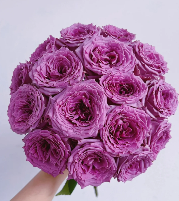 Country Spirit Song Rose丨Your roses